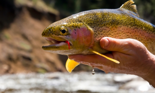 Bryce Canyon National Park Fishing Guides