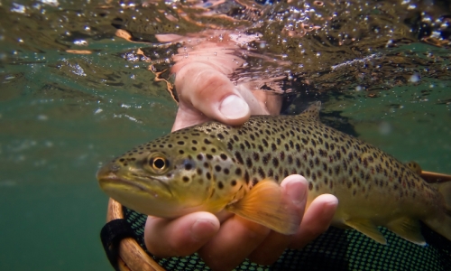 Bryce Canyon Fishing Guides