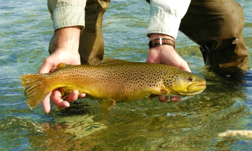 Bryce Canyon Fly Fishing Guides