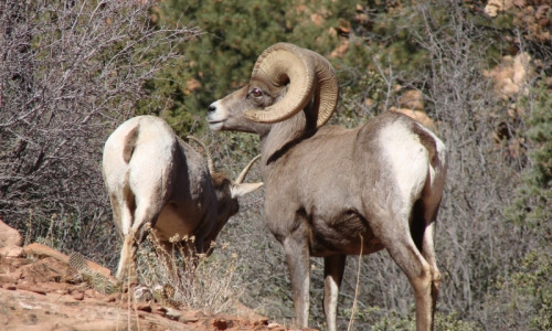 Nature & Wildlife